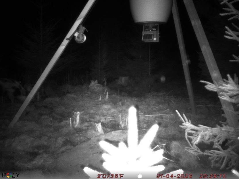 Bild från STORATRÄA