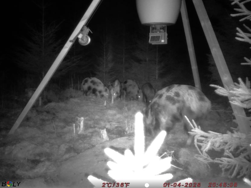 Bild från STORATRÄA