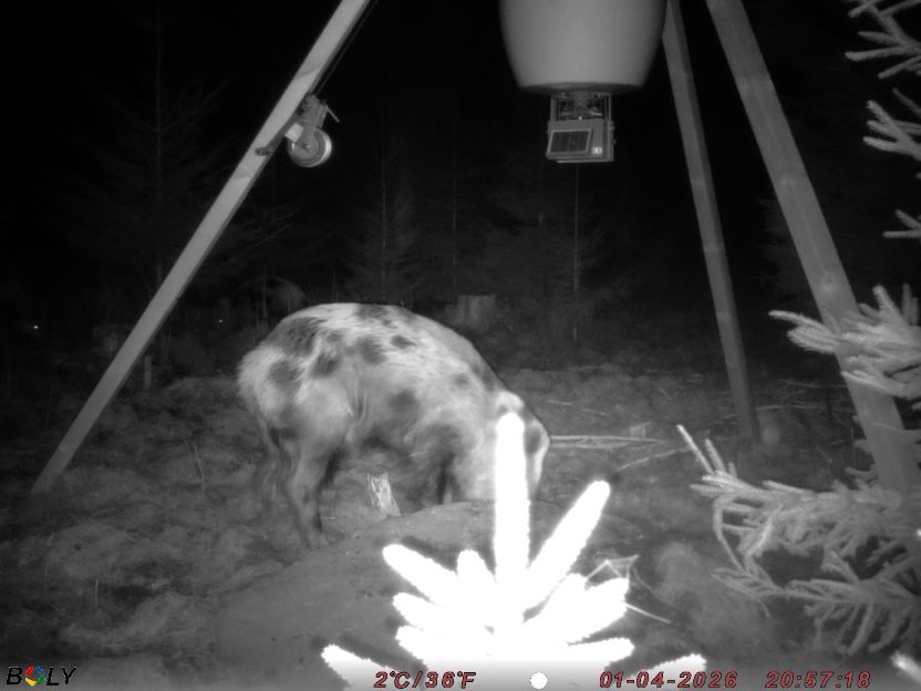 Bild från STORATRÄA