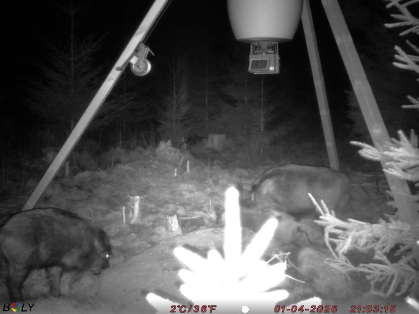 Bild från STORATRÄA