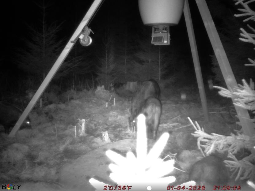 Bild från STORATRÄA