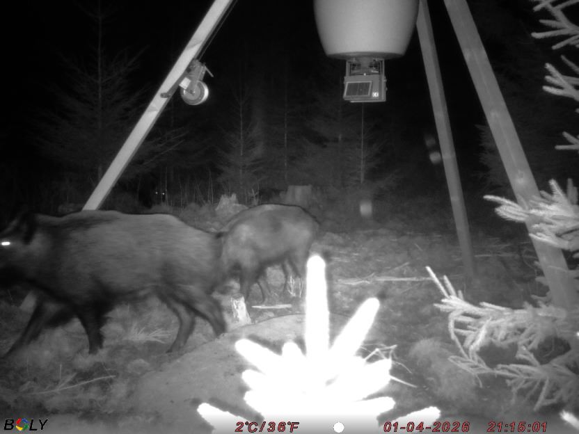 Bild från STORATRÄA