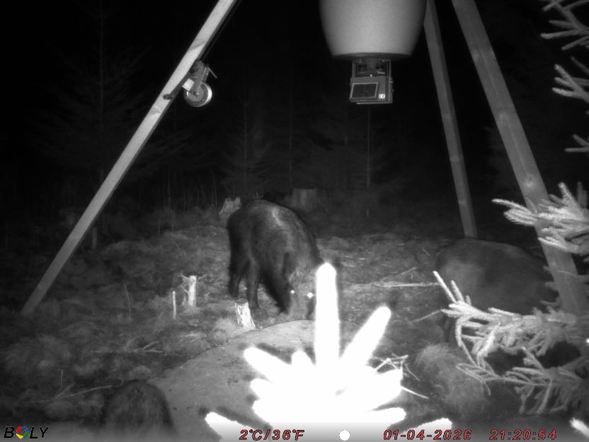 Bild från STORATRÄA