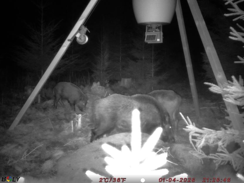 Bild från STORATRÄA