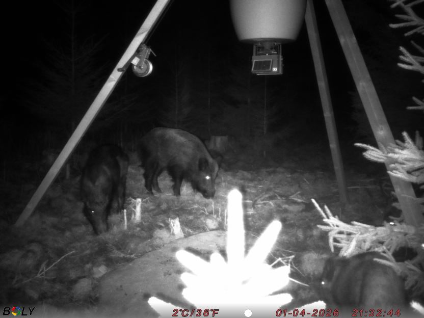 Bild från STORATRÄA