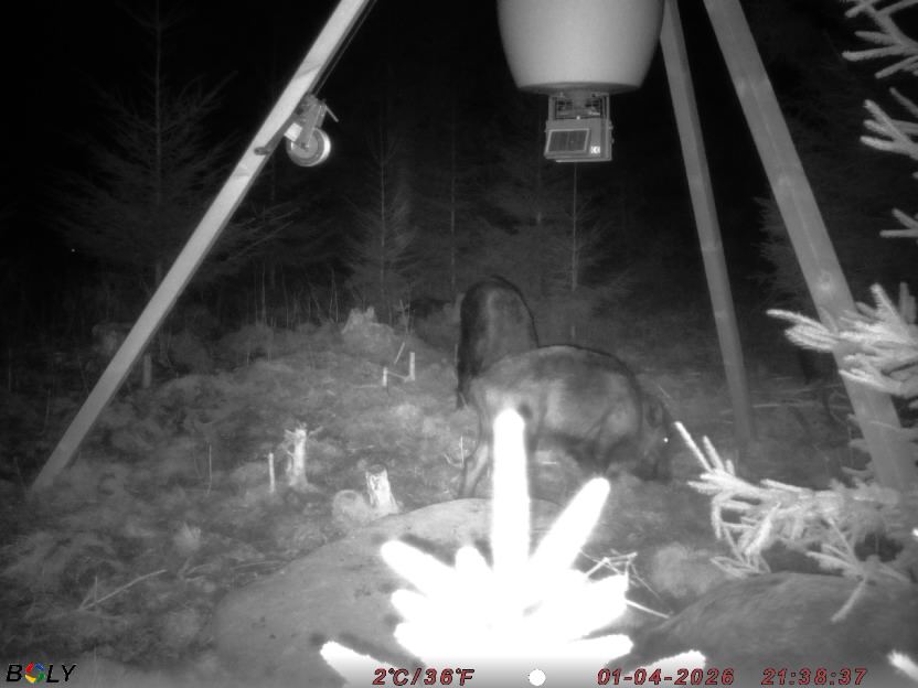 Bild från STORATRÄA