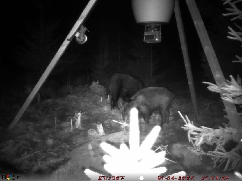 Bild från STORATRÄA