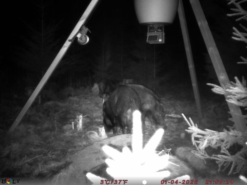 Bild från STORATRÄA