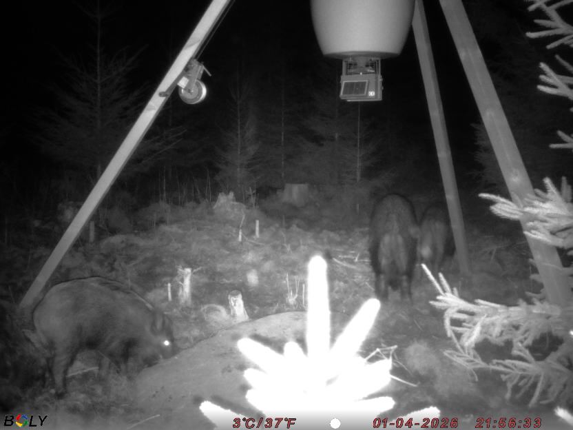 Bild från STORATRÄA