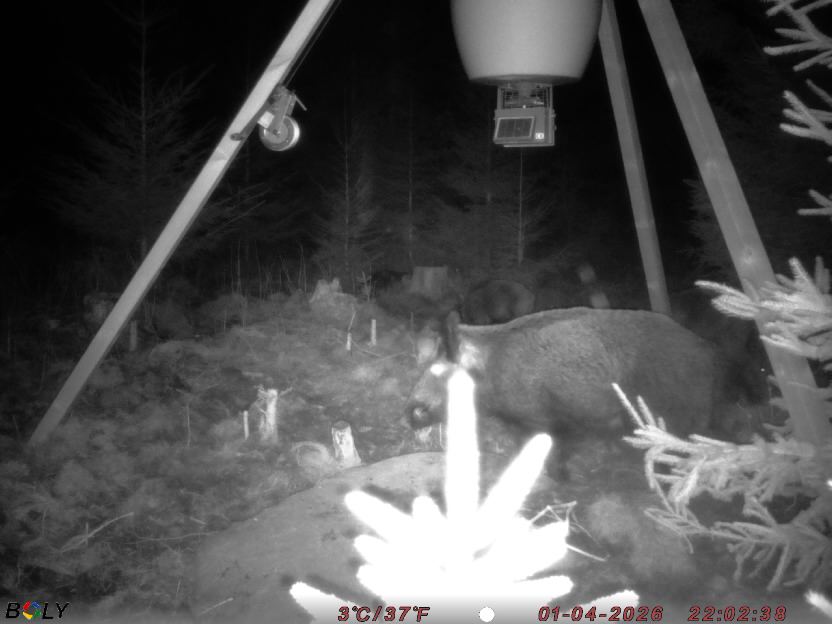 Bild från STORATRÄA