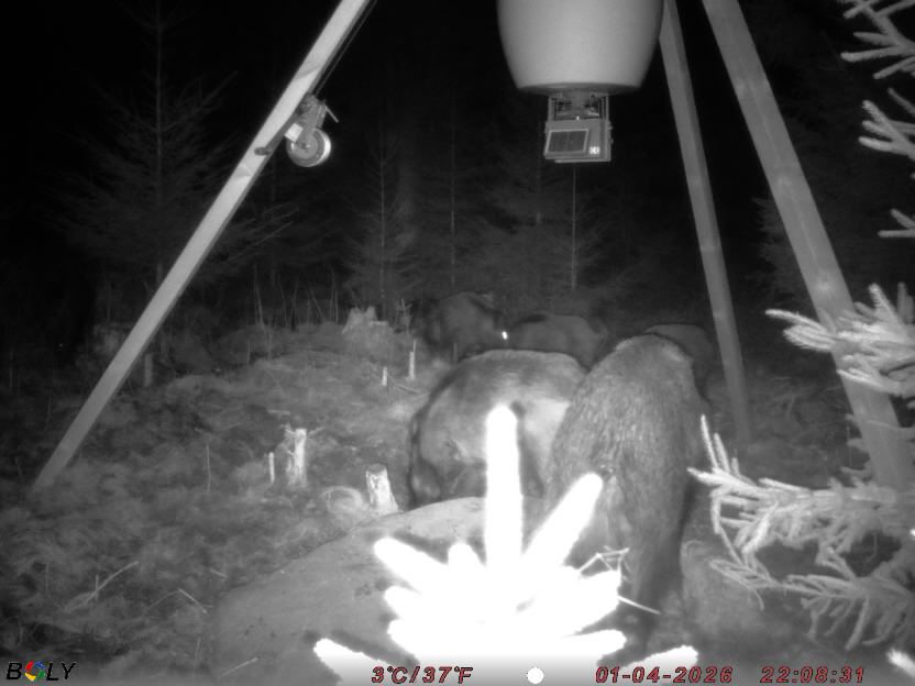 Bild från STORATRÄA