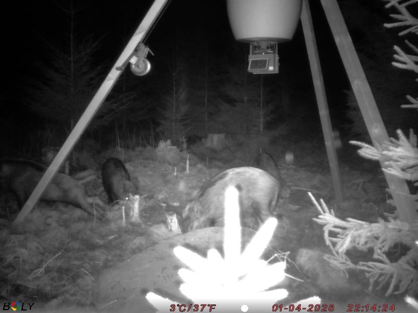 Bild från STORATRÄA