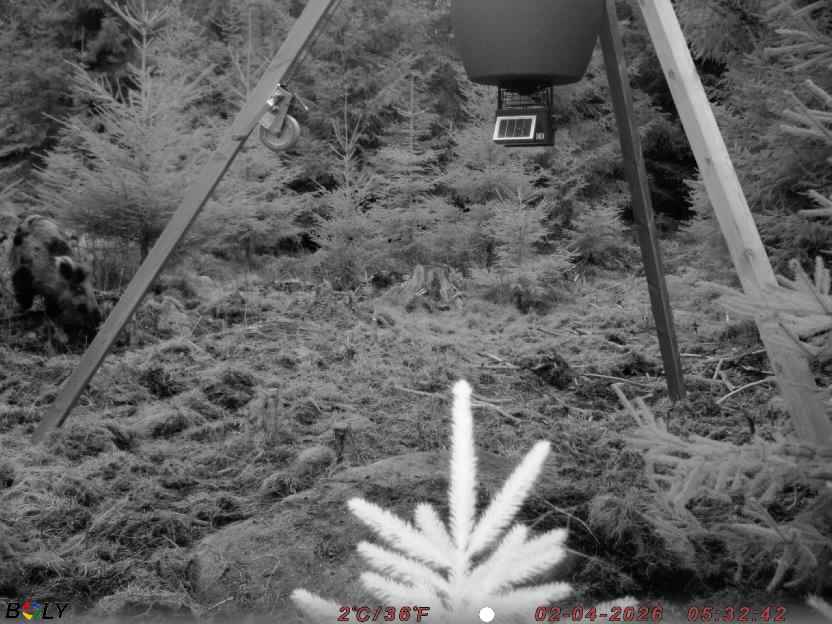 Bild från STORATRÄA