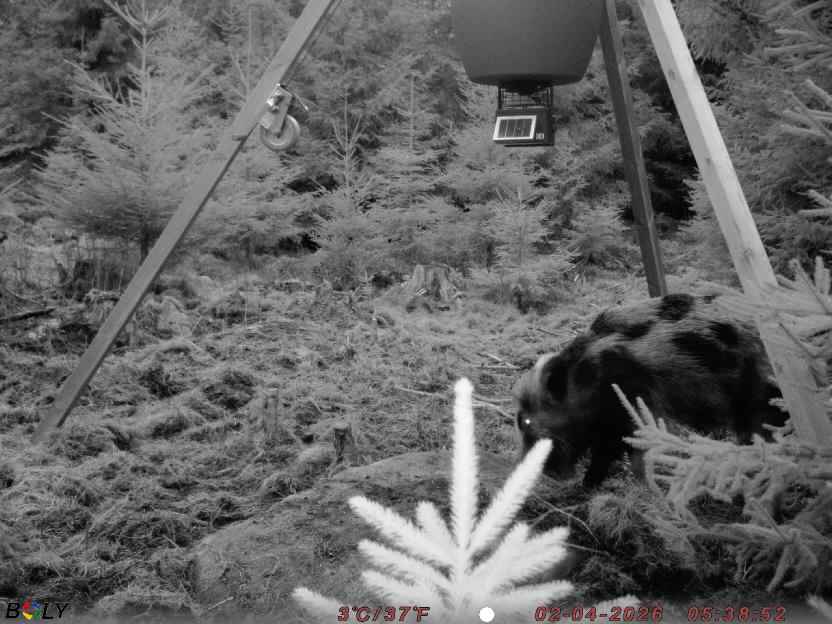 Bild från STORATRÄA