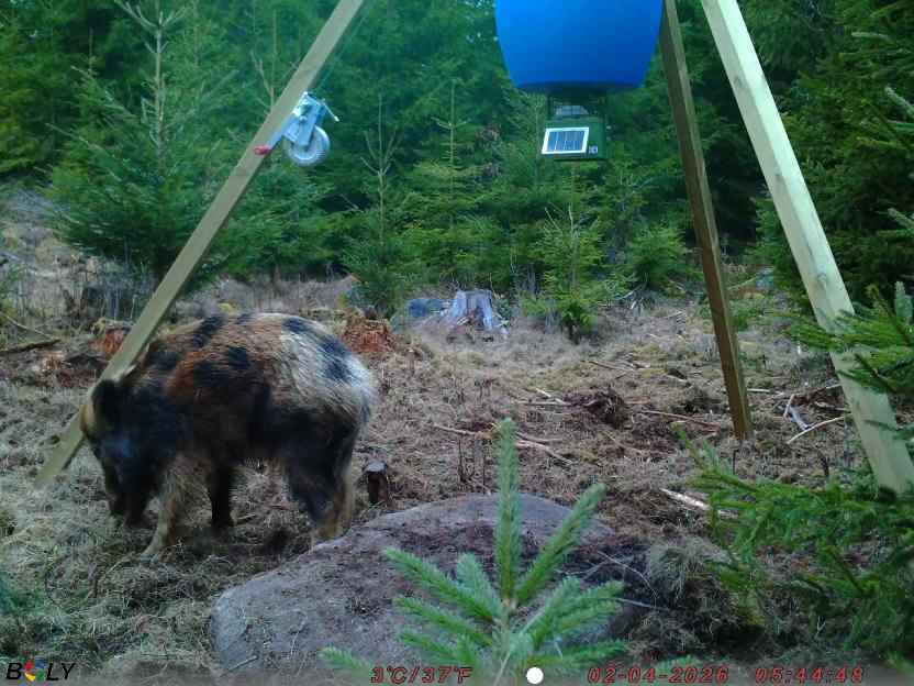 Bild från STORATRÄA