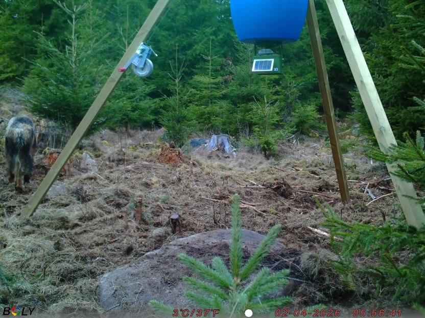 Bild från STORATRÄA