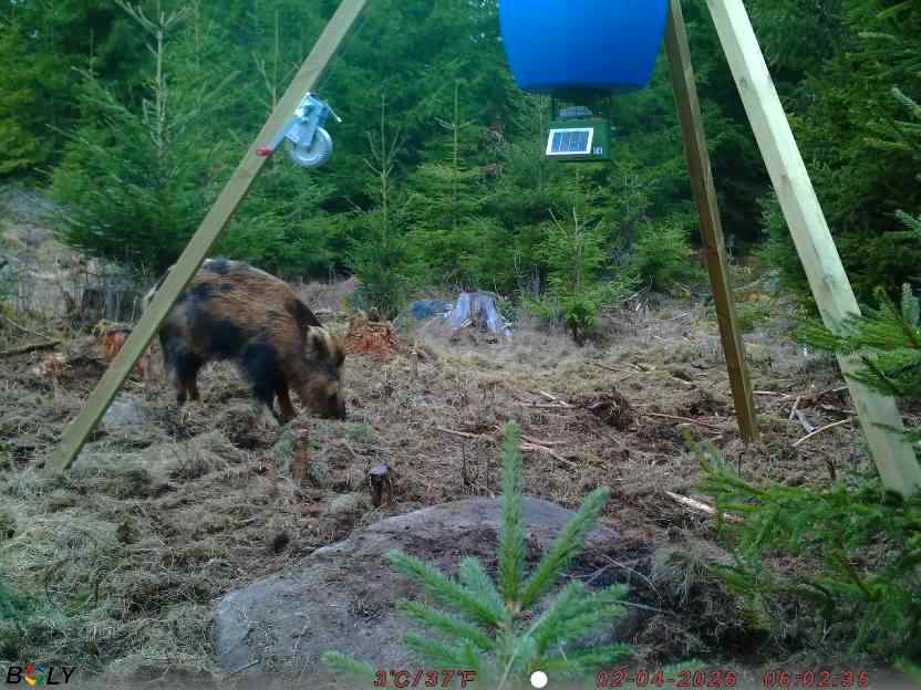 Bild från STORATRÄA