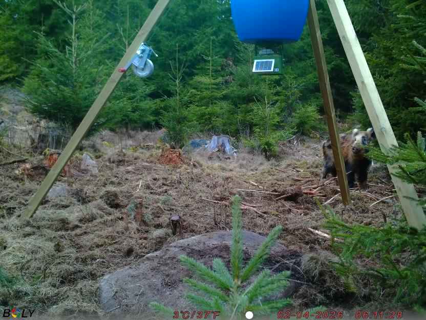 Bild från STORATRÄA