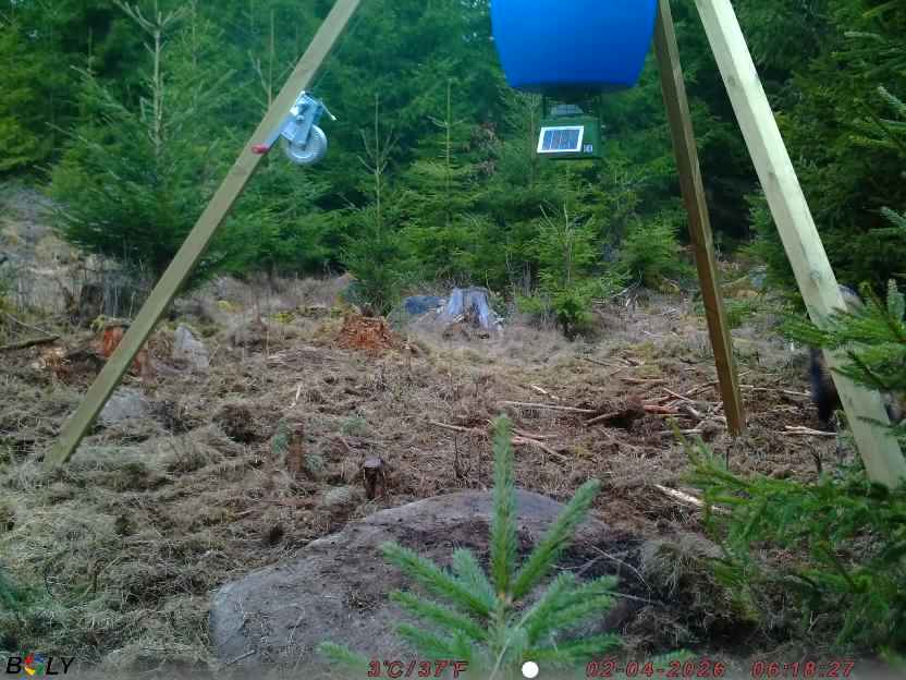 Bild från STORATRÄA