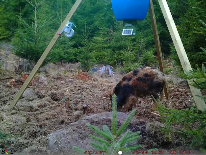 Bild från STORATRÄA