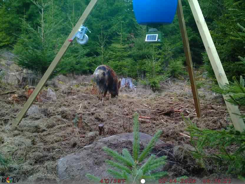 Bild från STORATRÄA