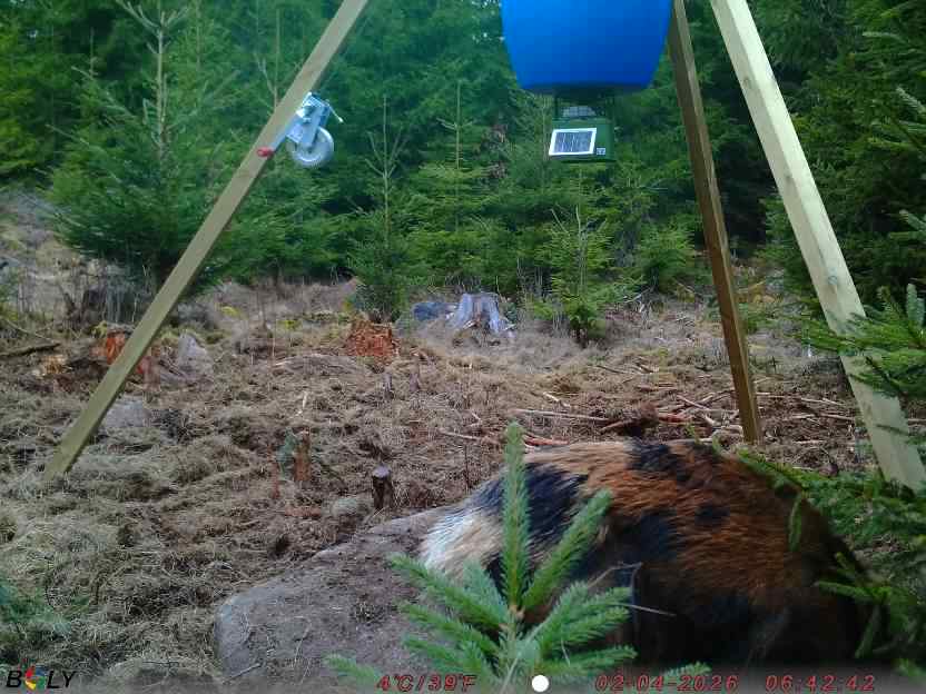 Bild från STORATRÄA