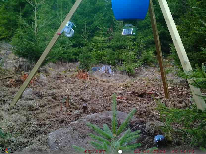 Bild från STORATRÄA