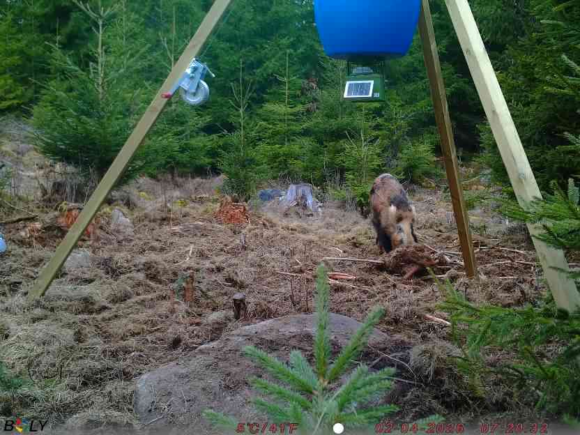 Bild från STORATRÄA