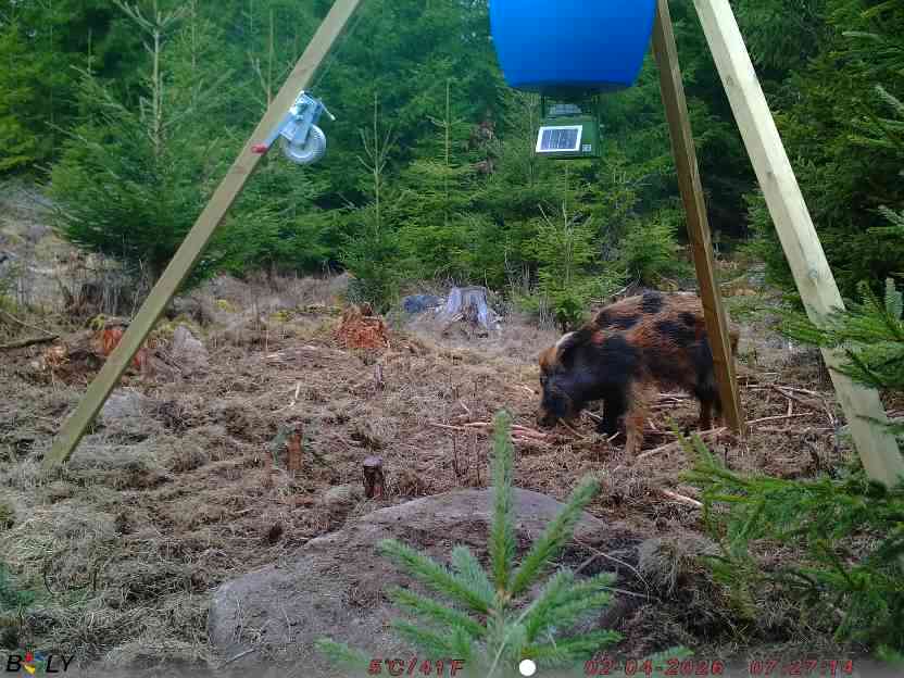 Bild från STORATRÄA