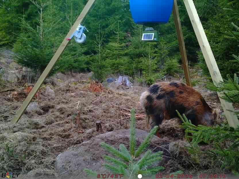 Bild från STORATRÄA