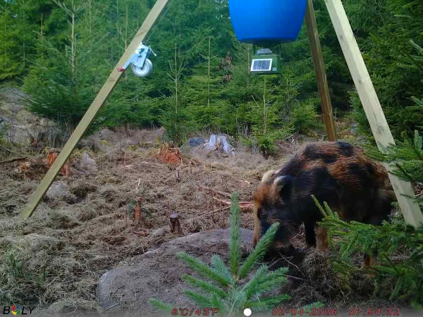 Bild från STORATRÄA