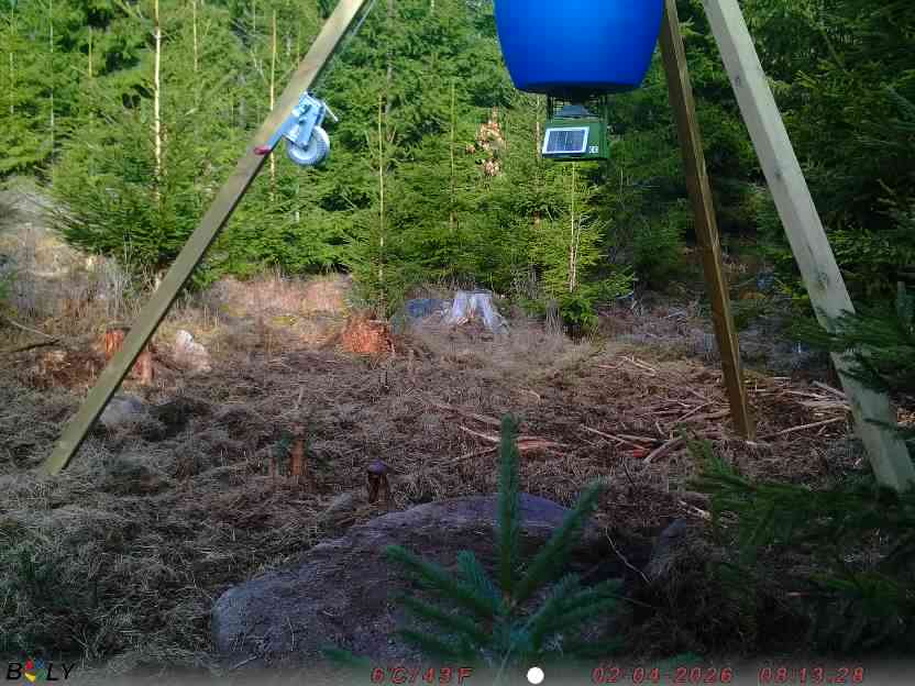 Bild från STORATRÄA