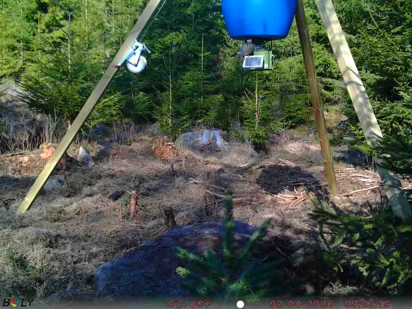 Bild från STORATRÄA