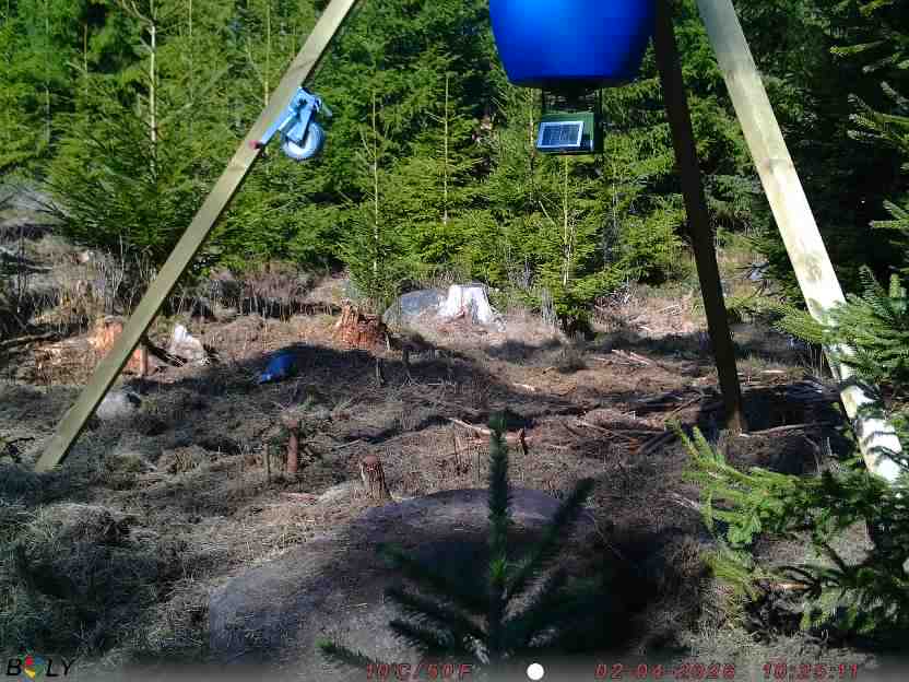 Bild från STORATRÄA