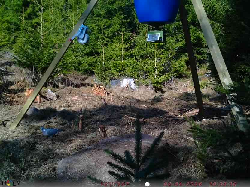 Bild från STORATRÄA