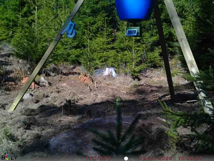 Bild från STORATRÄA