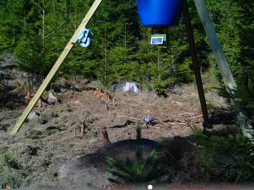 Bild från STORATRÄA