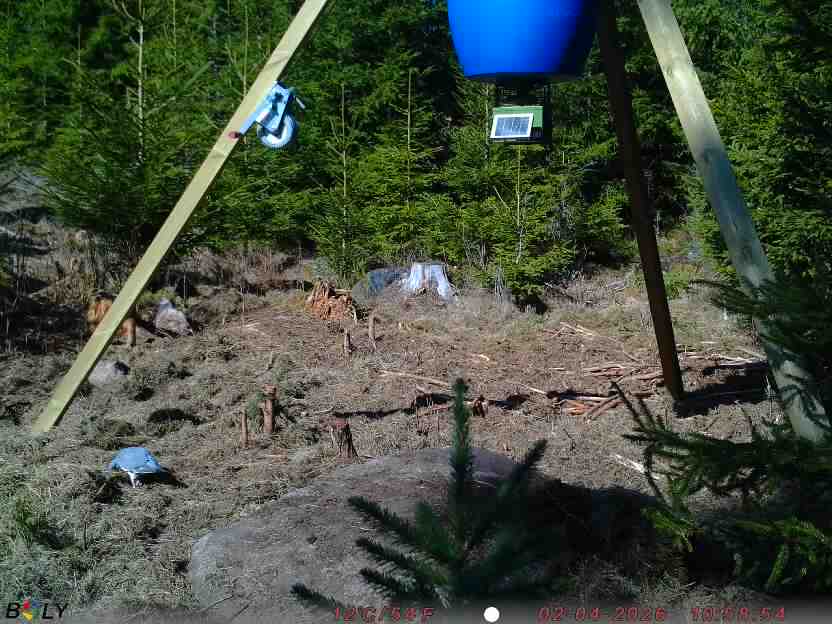 Bild från STORATRÄA