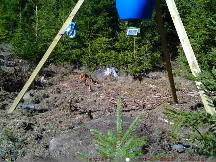 Bild från STORATRÄA