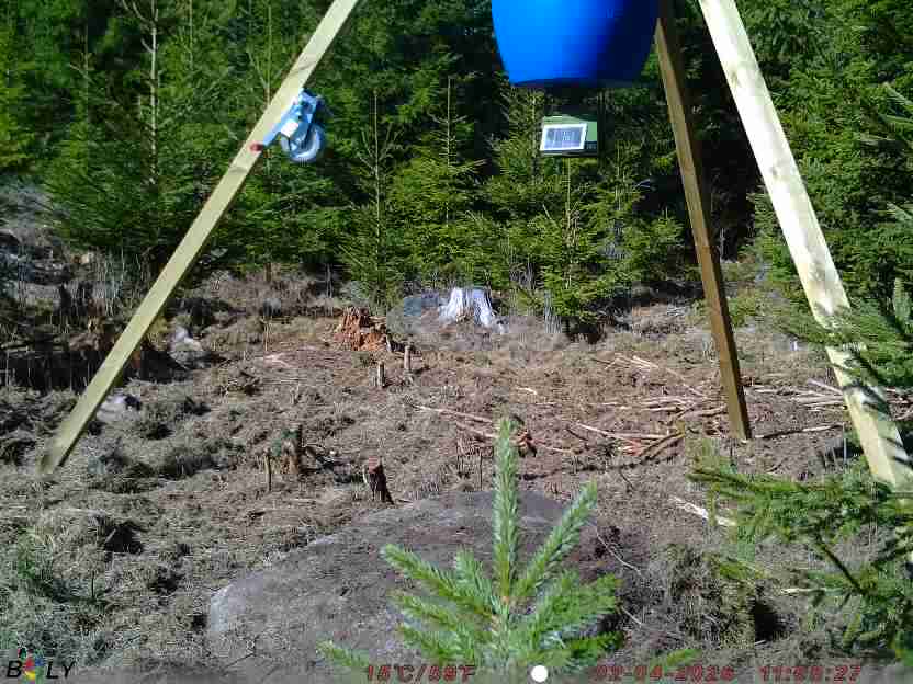 Bild från STORATRÄA