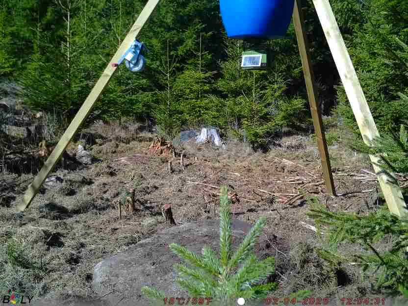 Bild från STORATRÄA