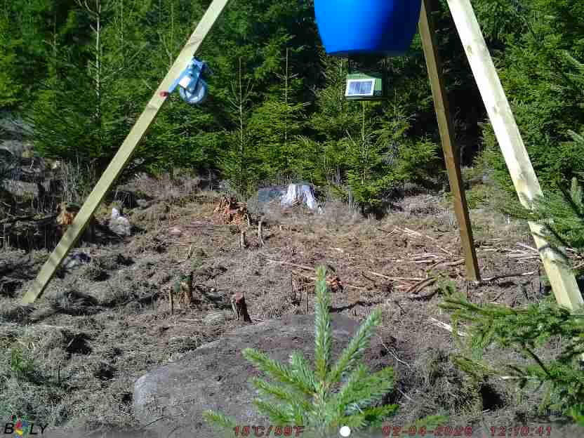 Bild från STORATRÄA