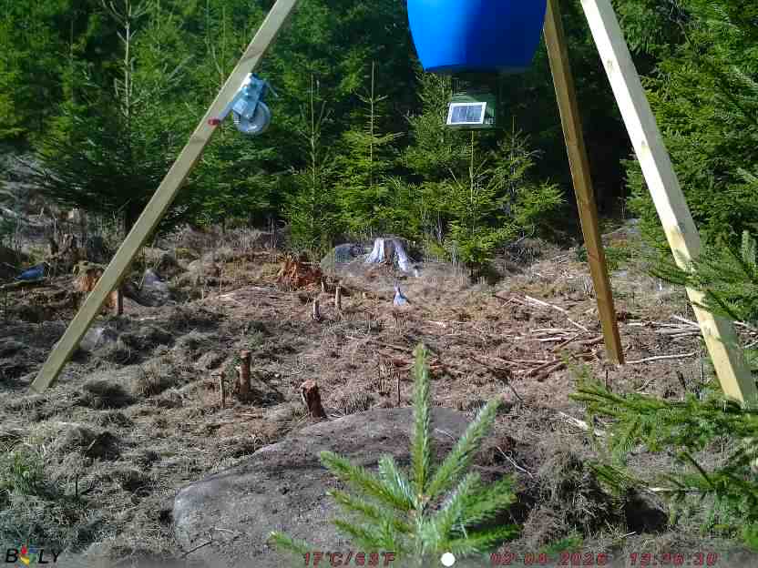 Bild från STORATRÄA