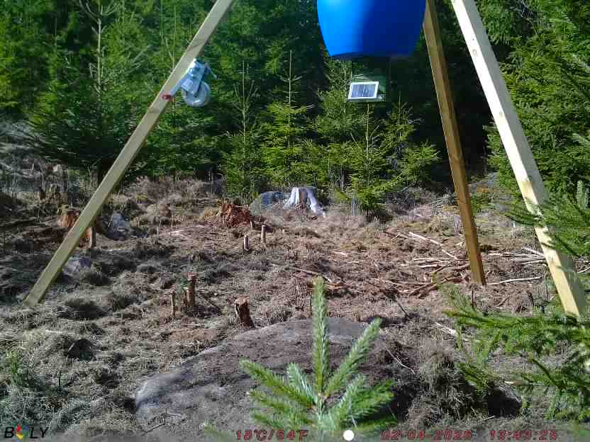 Bild från STORATRÄA