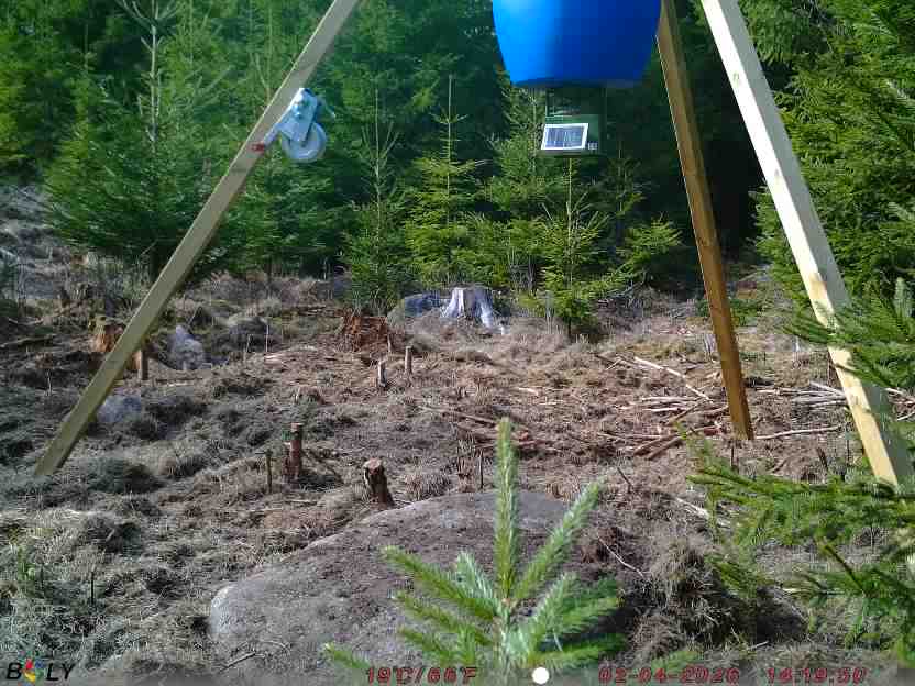 Bild från STORATRÄA