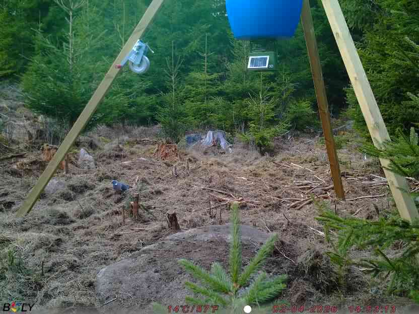 Bild från STORATRÄA