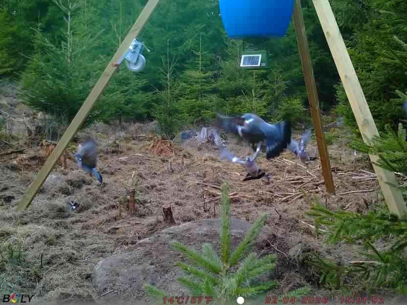 Bild från STORATRÄA