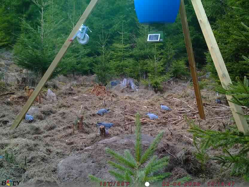 Bild från STORATRÄA