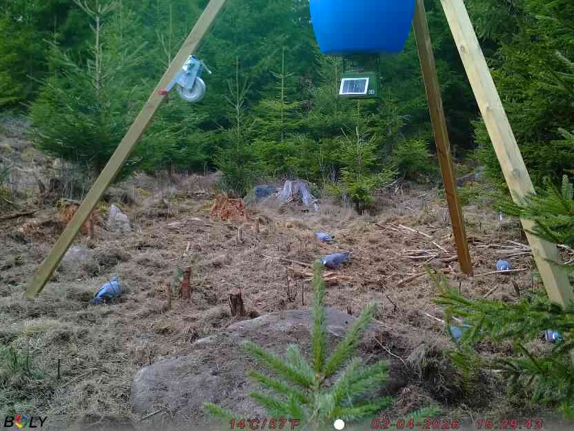 Bild från STORATRÄA