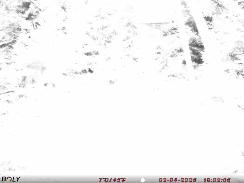 Bild från STORATRÄA